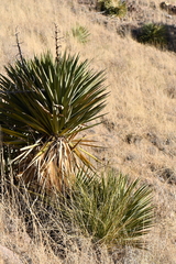 Yucca madrensis