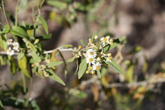 Olearia canescens