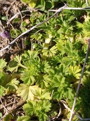 Alchemilla australis