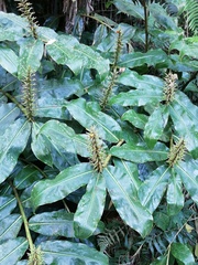 Hedychium