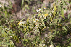 Olearia canescens