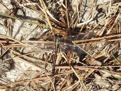 Phanogomphus hodgesi