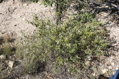 Olearia canescens