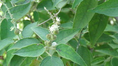 Croton lachnostachyus