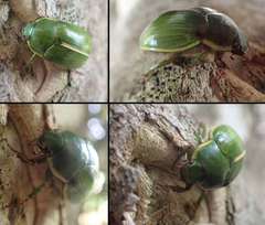 Stethaspis suturalis