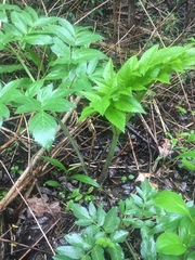 Angelica atropurpurea