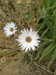 Asteraceae