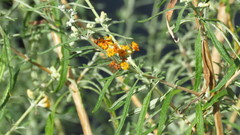 Buddleja tucumanensis