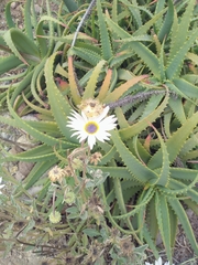 Asteraceae