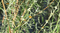 Buddleja tucumanensis