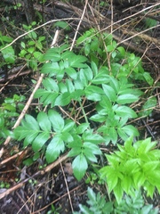 Angelica atropurpurea