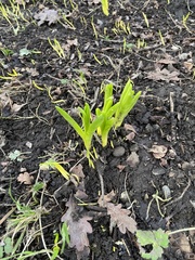 Hyacinthus orientalis