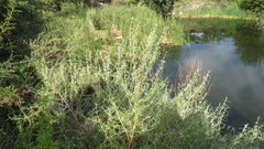 Buddleja tucumanensis