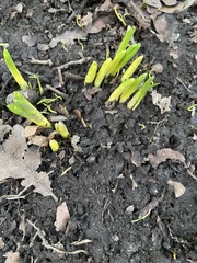 Hyacinthus orientalis