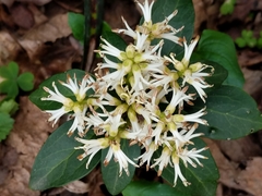 Pachysandra
