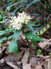 Pachysandra