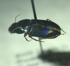 Selenophorus opalinus