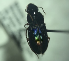 Selenophorus opalinus