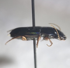 Selenophorus opalinus