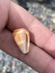 Conus guanche