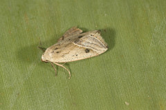 Micrathetis tecnion