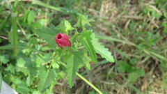 Pavonia revoluta
