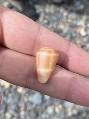 Conus guanche