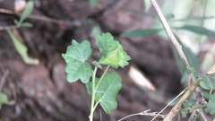 Pavonia revoluta