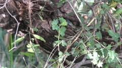 Pavonia revoluta
