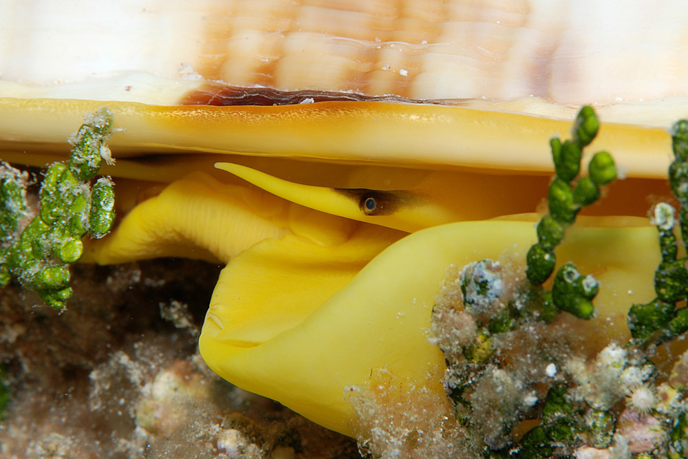 Photo of Giant Helmet (Cassis cornuta)