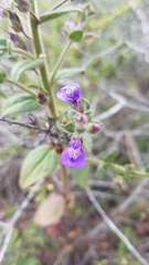 Sairocarpus pusillus