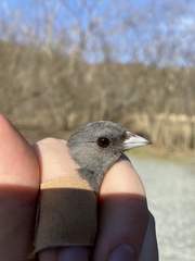 Junco hyemalis carolinensis