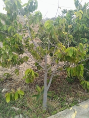 Annona cherimola