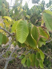Annona cherimola