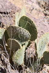 Opuntia chlorotica