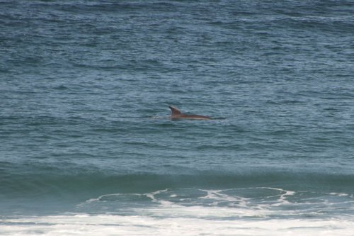 Common bottlenose dolphin