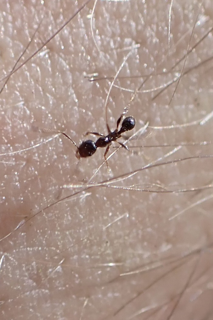 Temnothorax texanus