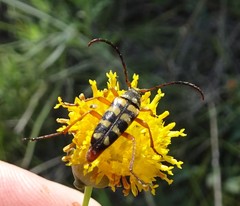 Typocerus sinuatus