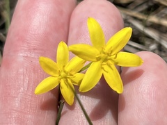 Hypoxis juncea