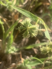 Dactyloctenium radulans