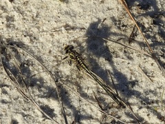 Phanogomphus hodgesi