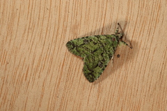 Neophaenis psittacea