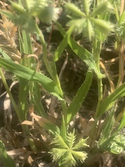 Dactyloctenium radulans