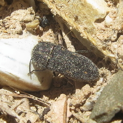 Acmaeoderella flavofasciata