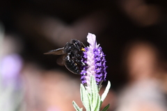 Xylocopa tabaniformis orpifex