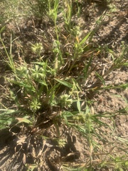 Dactyloctenium radulans