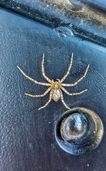 Philodromus placidus