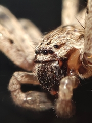 Eusparassus levantinus