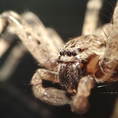 Eusparassus levantinus