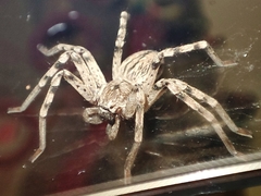 Eusparassus levantinus